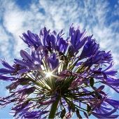 Photo de Association L’Agapanthe – Accueil de jour Photo de Association L’Agapanthe – Accueil de jour