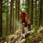 Photo de Service forestier Photo de Service forestier