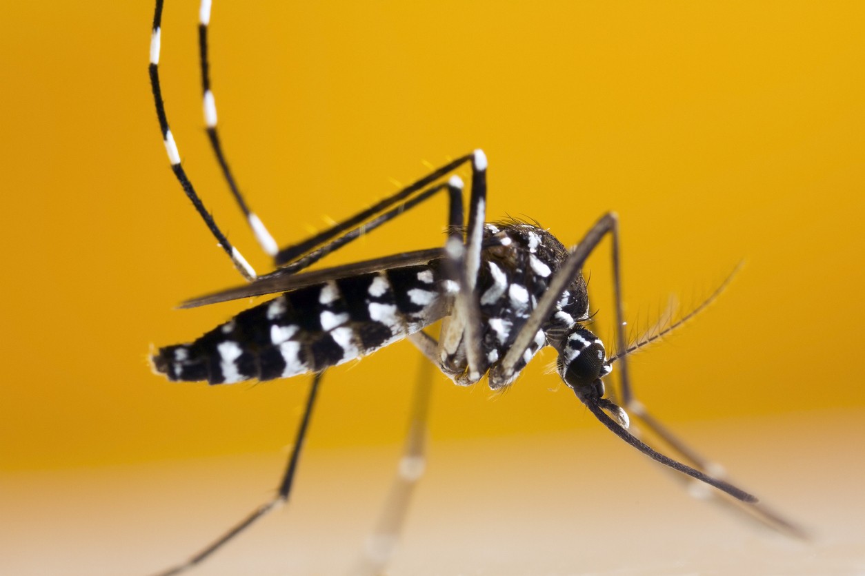 Moustique Tigre Ce Quil Faut Savoir Commune De Vex